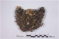 藏品(瘤綿腹衣)的圖片